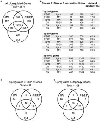 Analysis of gene expression and use of connectivity mapping to identify drugs for treatment of human glomerulopathies